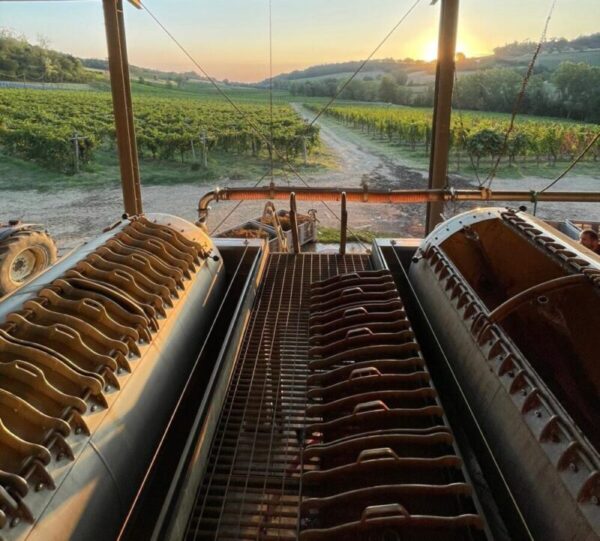 vendemmia 2024 harvest